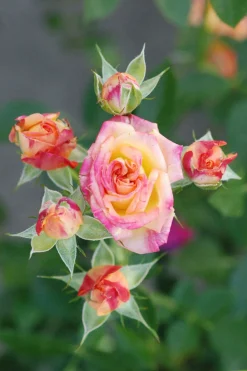 Roué Pépinières Rosiers | ROUÉ PÉPINIÈRES - Rosier kordès ? 'little sunset ?' - en pot de 2 litres