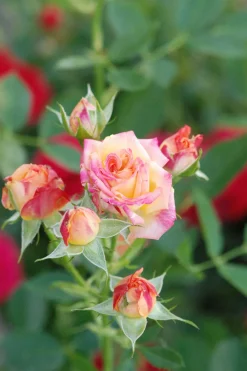 Roué Pépinières Rosiers | ROUÉ PÉPINIÈRES - Rosier kordès ? 'little sunset ?' - en pot de 2 litres