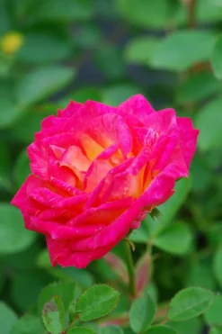 Roué Pépinières Rosiers | ROUÉ PÉPINIÈRES - Rosier kordès ? 'little sunset ?' - en pot de 2 litres