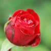 Roué Pépinières Rosiers | ROUÉ PÉPINIÈRES - Rosier noémie de rothschild ?' - en pot de 4 litres