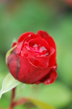 Roué Pépinières Rosiers | ROUÉ PÉPINIÈRES - Rosier noémie de rothschild ?' - en pot de 4 litres