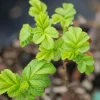 Roué Pépinières ROUÉ PÉPINIÈRES - Rosier rugueux 'angelia ? Pink' - en pot de 3 litres New