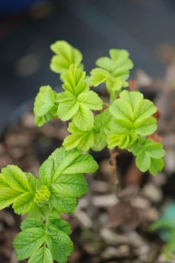 Roué Pépinières ROUÉ PÉPINIÈRES - Rosier rugueux 'angelia ? Pink' - en pot de 3 litres New