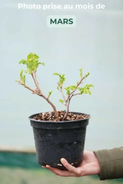 Roué Pépinières ROUÉ PÉPINIÈRES - Rosier rugueux 'angelia ? Pink' - en pot de 3 litres New