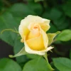 Roué Pépinières Rosiers | ROUÉ PÉPINIÈRES - Rosier 'sweet eureka' ? - en pot de 5 litres
