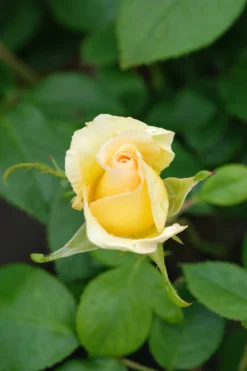 Roué Pépinières Rosiers | ROUÉ PÉPINIÈRES - Rosier 'sweet eureka' ? - en pot de 5 litres