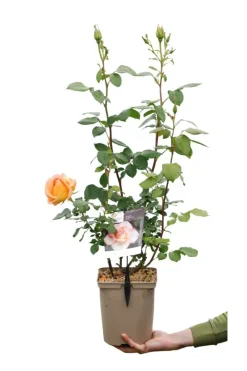 Roué Pépinières Rosiers | ROUÉ PÉPINIÈRES - Rosier 'sweet eureka' ? - en pot de 5 litres