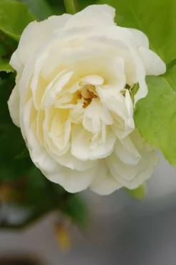 Roué Pépinières Rosiers | ROUÉ PÉPINIÈRES - Rosier 'tranquillity' ? - en pot de 5 litres