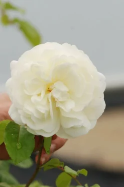 Roué Pépinières Rosiers | ROUÉ PÉPINIÈRES - Rosier 'tranquillity' ? - en pot de 5 litres