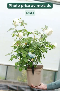Roué Pépinières Rosiers | ROUÉ PÉPINIÈRES - Rosier 'tranquillity' ? - en pot de 5 litres