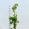 Roué Pépinières Plantes Grimpantes | ROUÉ PÉPINIÈRES - Schizophragma hydrangeoides snow sensation' - en pot de 3 litres