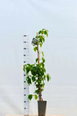 Roué Pépinières Plantes Grimpantes | ROUÉ PÉPINIÈRES - Schizophragma hydrangeoides snow sensation' - en pot de 3 litres