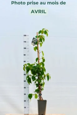 Roué Pépinières Plantes Grimpantes | ROUÉ PÉPINIÈRES - Schizophragma hydrangeoides snow sensation' - en pot de 3 litres
