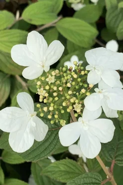 Roué Pépinières Fleurs De Saison | ROUÉ PÉPINIÈRES - Viorne de chine 'watanabe' - en pot de 3 litres