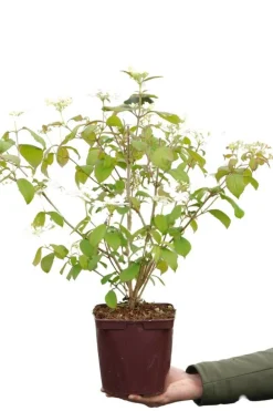 Roué Pépinières Fleurs De Saison | ROUÉ PÉPINIÈRES - Viorne de chine 'watanabe' - en pot de 3 litres