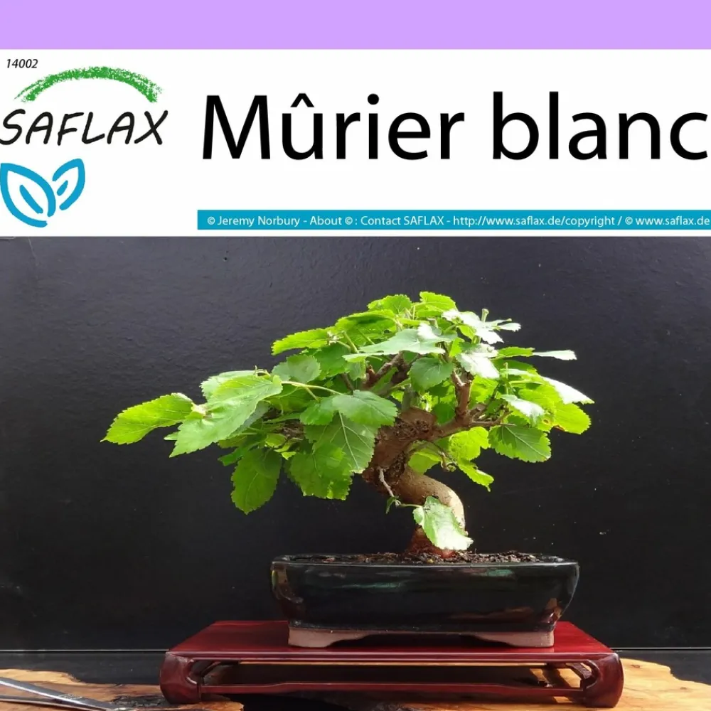 Saflax - Mûrier blanc - 200 graines - morus alba
