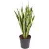 NA Cactus Et Plantes Grasses | Sanseveria Trisfasciata : pot D.24cm