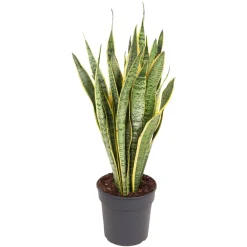 NA Cactus Et Plantes Grasses | Sanseveria Trisfasciata : pot D.24cm