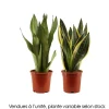 NA Cactus Et Plantes Grasses | Sansevieria mix : pot D.17cm