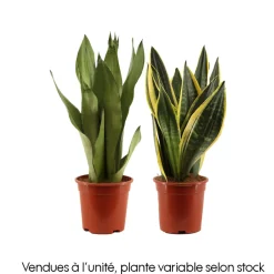 NA Cactus Et Plantes Grasses | Sansevieria mix : pot D.17cm