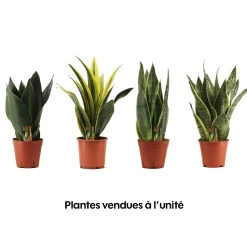NA Sansevieria mix, variétés variables : Pot D14cm Discount
