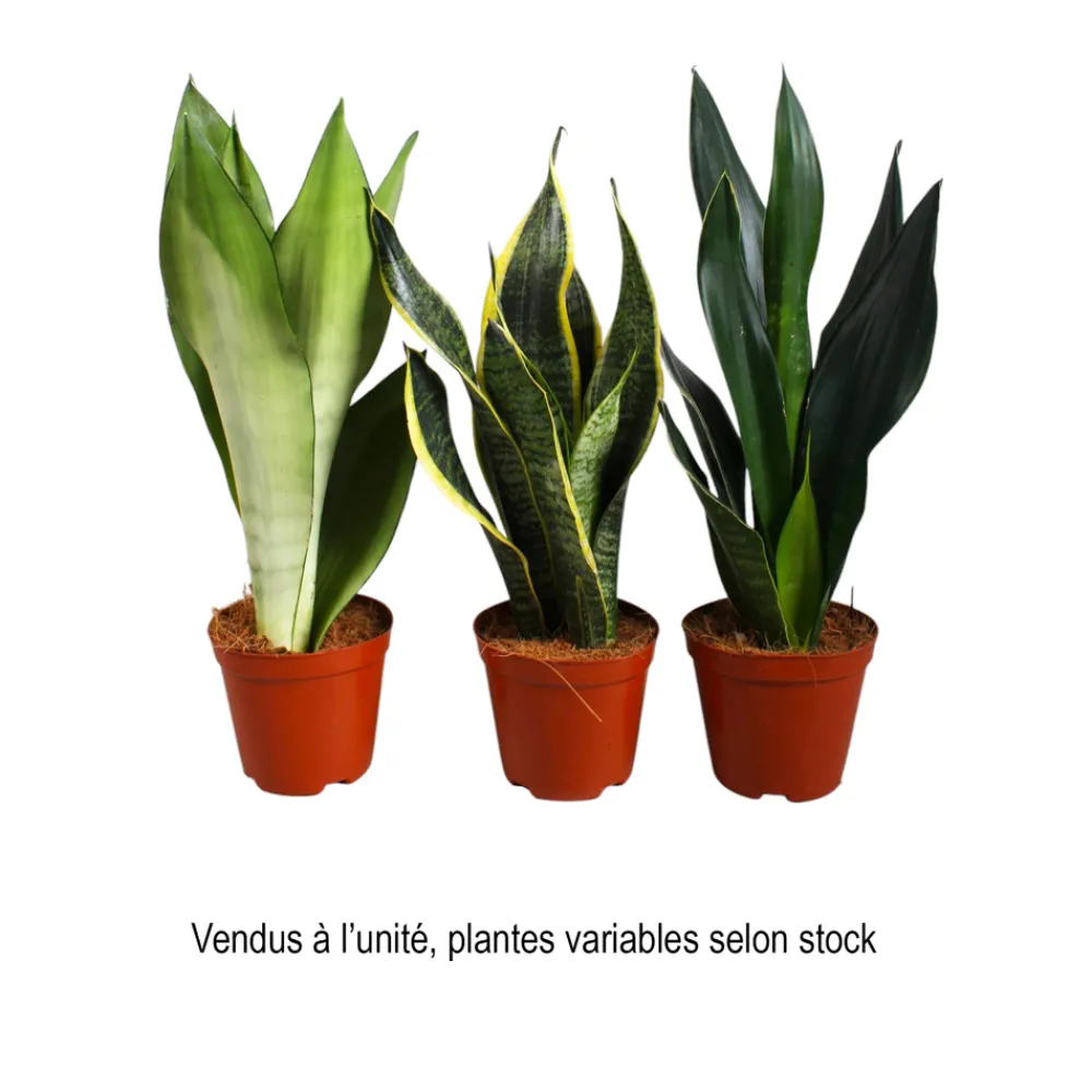 NA Sansevieria mix, variétés variables : Pot D14cm Discount