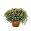 NA Santoline décorée Pot D15/16cm Best
