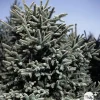 NA Conifères | Sapin d'Andalousie pinsapo Aurea 30/40 : pot de 3 litres