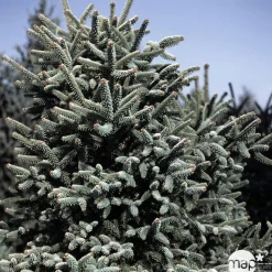 NA Conifères | Sapin d'Andalousie pinsapo Aurea 30/40 : pot de 3 litres
