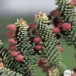NA Conifères | Sapin d'Andalousie pinsapo Aurea 30/40 : pot de 3 litres