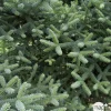 NA Conifères | Sapin d'Andalousie pinsapo Glauca 30/40 : pot de 3 litres