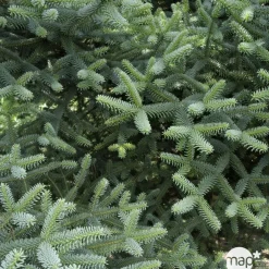 NA Conifères | Sapin d'Andalousie pinsapo Glauca 30/40 : pot de 3 litres