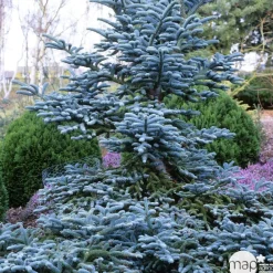 NA Conifères | Sapin d'Andalousie pinsapo Glauca 30/40 : pot de 3 litres
