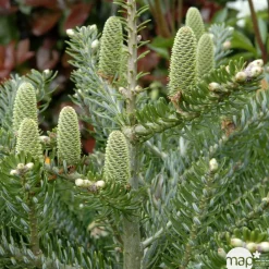 NA Sapin de Corée korea Silberlocke 30/40 : pot de 3 litres Discount