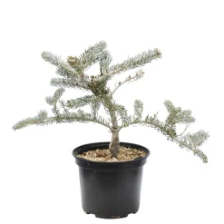NA Sapin de Corée korea Silberlocke 30/40 : pot de 3 litres Discount