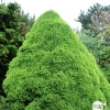 NA Sapinette blanche (Picea glauca) 'Conica' 50/60 : pot 5L Hot
