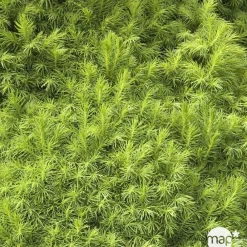 NA Sapinette blanche (Picea glauca) 'Conica' 50/60 : pot 5L Hot