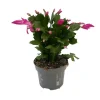 NA Schlumbergera : Pot D.13cm