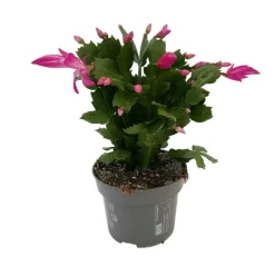 NA Schlumbergera : Pot D.13cm