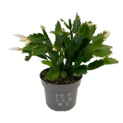 NA Schlumbergera : Pot D.13cm