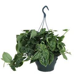 NA Plantes Vertes | Scindapsus pictus 'Argyraeus' : pot D.19cm