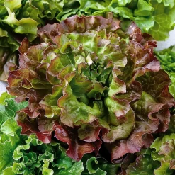 Semisauvage Permaculture Graines De Fleurs | - Coffret de graines - spécial salades -
