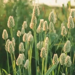 Semisauvage Permaculture - 250 graines d'alpiste des canaries - Best