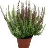 Serres Desrumaux - Bruyere calluna bicolore garden girls p10cm Online