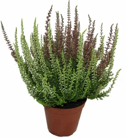 Serres Desrumaux - Bruyere calluna bicolore garden girls p10cm Online
