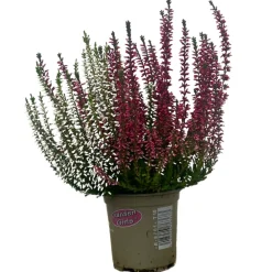 Serres Desrumaux - Bruyere calluna bicolore garden girls p10cm Online