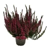 Serres Desrumaux Plantes De Terre De Bruyère | - Bruyere calluna garden girls rose pot 10.5cm