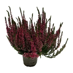 Serres Desrumaux Plantes De Terre De Bruyère | - Bruyere calluna garden girls rose pot 10.5cm