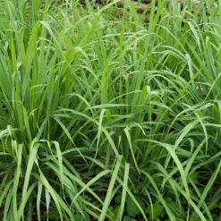 Serres Desrumaux Plants De Légumes Et Aromatiques | - Plant citronnelle de madagascar pot 1l