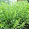 Serres Desrumaux Plants De Légumes Et Aromatiques | - Plant estragon qualité pépinière pot1,5l